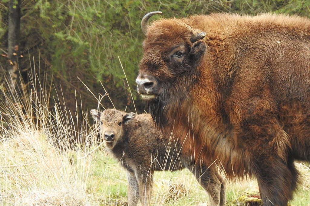 wisent veluwe