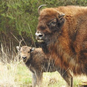wisent veluwe