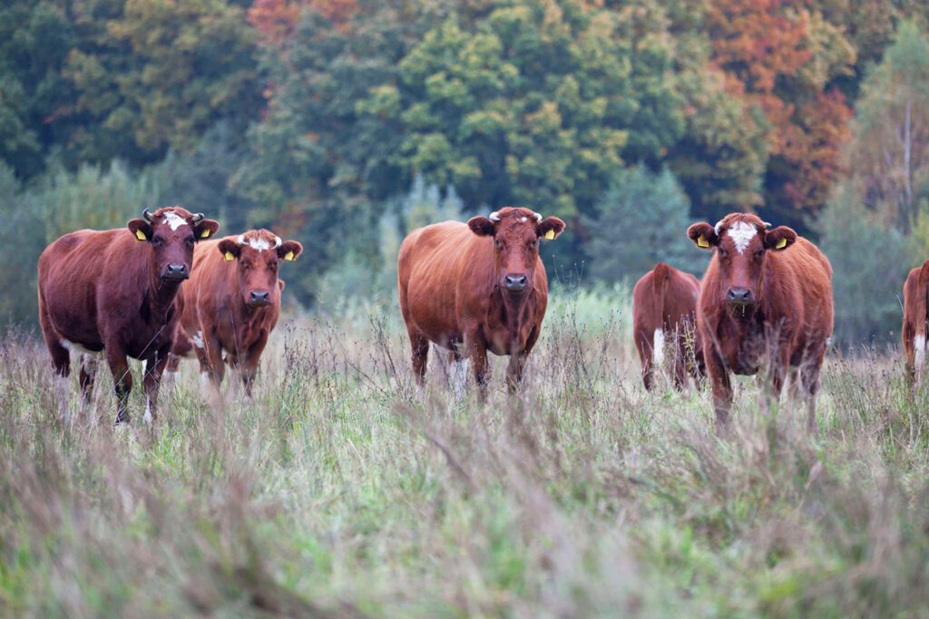 boerderij 't paradijs